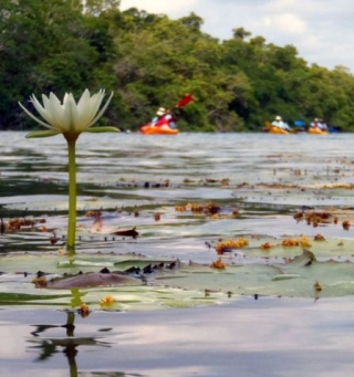 Flor frente a kayaks